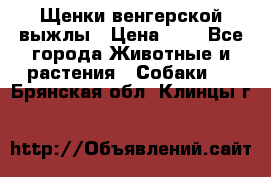 Щенки венгерской выжлы › Цена ­ 1 - Все города Животные и растения » Собаки   . Брянская обл.,Клинцы г.